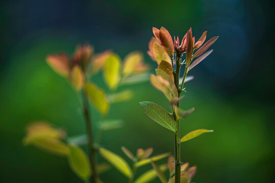 Close-up of Young Tree Shoots with Colorful Leaves in Nature. The soft natural bokeh background creates a peaceful morning garden atmosphere.
