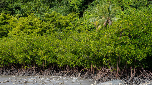 Dense healthy thriving mangrove forest ecosystem on tropical island Kadavu in Fiji, South Pacific