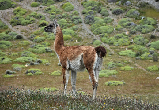 Guanacos in Torres del Paine National Park. Patagonia. Chile.