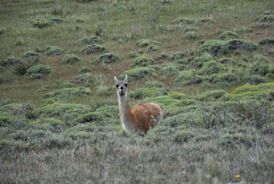 Guanacos in Torres del Paine National Park. Patagonia. Chile.