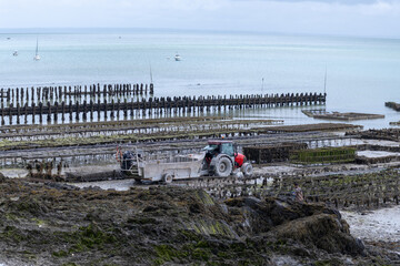 View of underwater oyster farms in Cancale, Brittany, exposed during low tide, raditional sustainable aquaculture and production of premium French oysters, France © barmalini