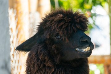 Naklejka premium Black alpaca showing teeth in guatape colombia