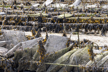 View of underwater oyster farms in Cancale, Brittany, exposed during low tide, raditional sustainable aquaculture and production of premium French oysters, France © barmalini