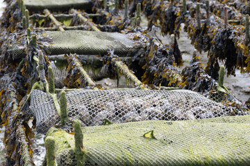 View of underwater oyster farms in Cancale, Brittany, exposed during low tide, raditional sustainable aquaculture and production of premium French oysters, France © barmalini