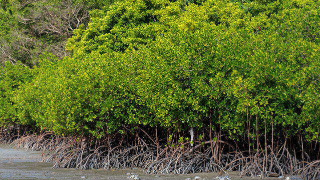 Ocean coastline along tropical island of Kadavu in Fiji, South Pacific with healthy mangrove forest environment