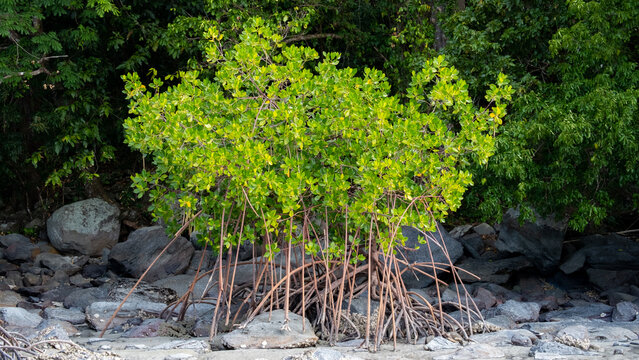 Healthy mangrove plant forest in coastal environment on tropical island of Kadavu in Fiji, South Pacific