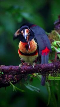 Two colorful aracari toucans perched on a branch in the tropical rainforest jungle.