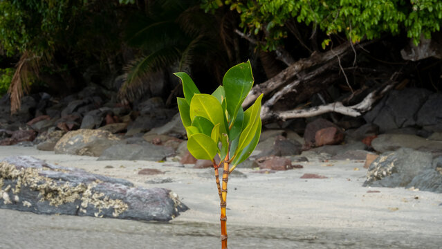 Solo mangrove plant growing in coastal environment on tropical island in Fiji, South Pacific