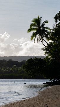 Exotic view beach, ocean, coconut palm trees, and mangrove forest on tropical island of Kadavu in Fiji, South Pacific