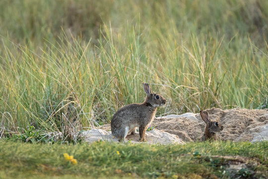 Wild rabbits digging burrows in sand dunes on Quiberon Peninsula, Brittany, France, in this protected coastal habitat with natural seaside grasslands