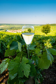 Glass of champagne sparkling wine on Hautvillers champagne vineyards in Marne Valley with rolling green hills, young grapevines, chalk terroir, traditional methode champenoise production.
