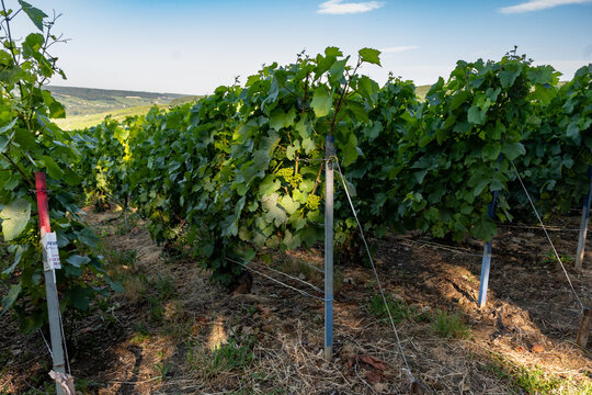 Hautvillers champagne vineyards in Marne Valley with rolling green hills, young grapevines, chalk terroir, summer landscape, traditional methode champenoise production.