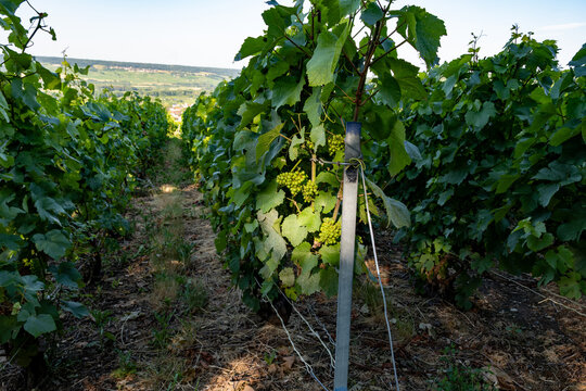 Hautvillers champagne vineyards in Marne Valley with rolling green hills, young grapevines, chalk terroir, summer landscape, traditional methode champenoise production.