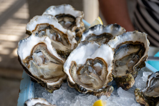 Degustation of different size fresh oysters in Port Leucate oyster farms along Thau lagoon coast near Perpignan, growing in clean brackish water and salinity, Occitanie