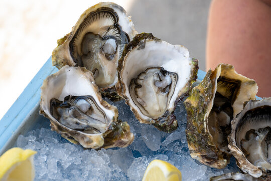 Degustation of different size fresh oysters in Port Leucate oyster farms along Thau lagoon coast near Perpignan, growing in clean brackish water and salinity, Occitanie