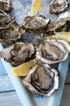 Degustation of different size fresh oysters in Port Leucate oyster farms along Thau lagoon coast near Perpignan, growing in clean brackish water and salinity, Occitanie