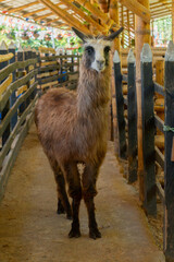 Naklejka premium Llama standing in pen at guatape farm