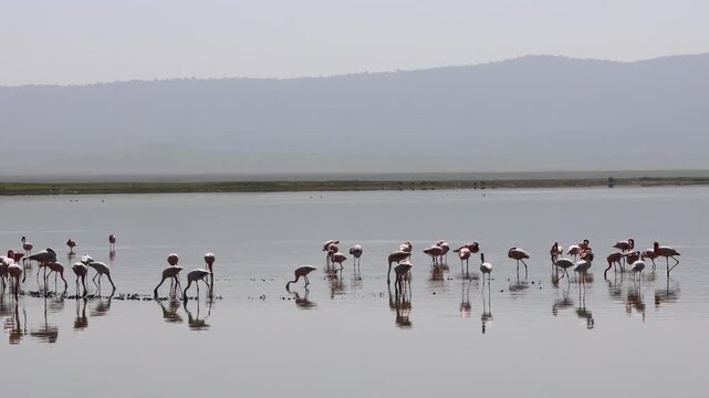 A graceful flamingo standing in a shallow lake, surrounded by calm water and a peaceful natural landscape. The elegant bird displays its characteristic long legs, curved neck, slender body