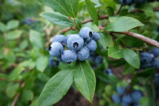 Blueberries growing on bush in rainy garden, close up of fresh ripe berries on branch with raindrops
