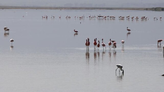 A graceful flamingo standing in a shallow lake, surrounded by calm water and a peaceful natural landscape. The elegant bird displays its characteristic long legs, curved neck, slender body