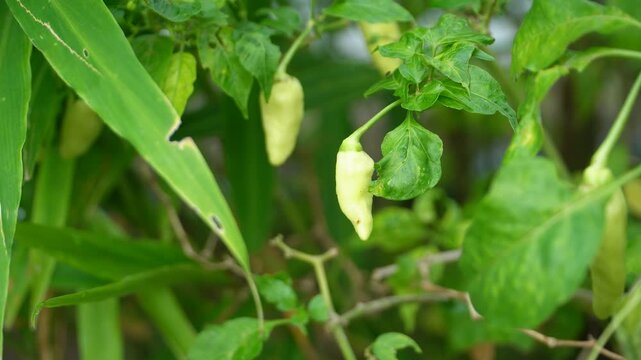 Close-up of vibrant green chili peppers growing on a leafy plant with natural sunlight highlighting their fresh texture and organic growth, ideal for food, agriculture or gardening themes.
