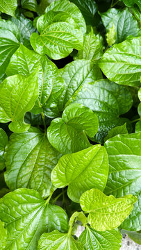 Daun Kaduk or Piper sarmentosum is a plant in the family Piperaceae used in many Southeast Asian cuisines