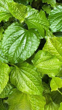 Daun Kaduk or Piper sarmentosum is a plant in the family Piperaceae used in many Southeast Asian cuisines