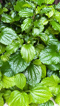 Daun Kaduk or Piper sarmentosum is a plant in the family Piperaceae used in many Southeast Asian cuisines