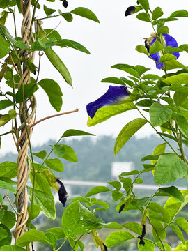 Asian pigeonwings or Butterfly pea plant as background