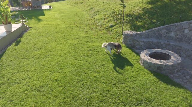 AERIAL: Two playful mixed breed dogs jump and roughhouse on a green lawn beside a patio and outdoor firepit. Energetic furry pets enjoy running across a spacious countryside backyard on a sunny day.