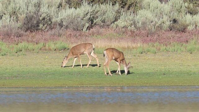 Mule deer (Odocoileus hemionus) buck with velvet antlers and doe graze together on the grassy shore of Shugru Reservoir, Lassen County, California.