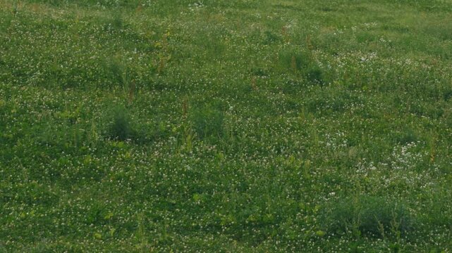 Grassland on a Gentle Slope
