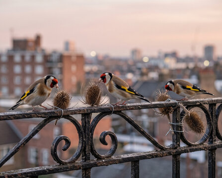 Three goldfinches eating seeds from dried teasels on an urban balcony railing. European birds feeding in the city