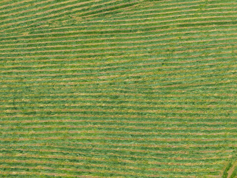 Aerial view of a field with parallel rows of mown grass and hay in Liabygda, More og Romsdal, Norway.