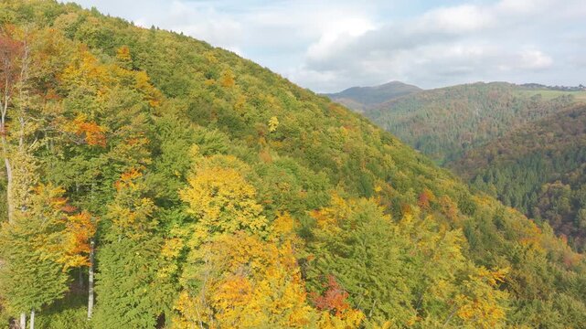 AERIAL: Densely forested hillside in autumn, with layers of green, yellow and orange foliage extending toward distant hills in Gorenjska, Slovenia. Colorful and peaceful seasonal scenery on sunny day.