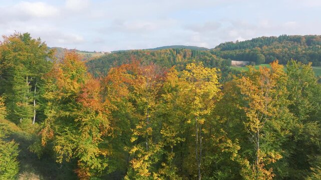 AERIAL: Rolling forested hills glowing with autumn colours in Slovenia. Patchwork woodland, distant fields and rural countryside create a broad seasonal landscape beneath soft clouds and blue sky.