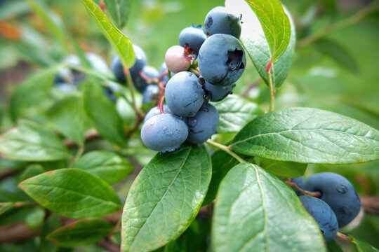 Blueberries growing on bush in summer garden after rain, close up of fresh ripe berries on branch with raindrops