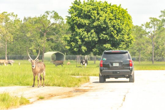 Safari drive through park. Cars driving near animals in cage free animal zoo