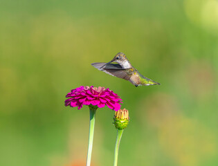 Naklejka premium close up on flying ruby throated hummingbird above flower