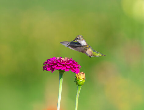 close up on flying ruby throated hummingbird above flower