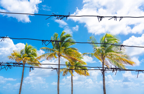 Fence with barbed wire and Beautiful Palm trees on blue sky background