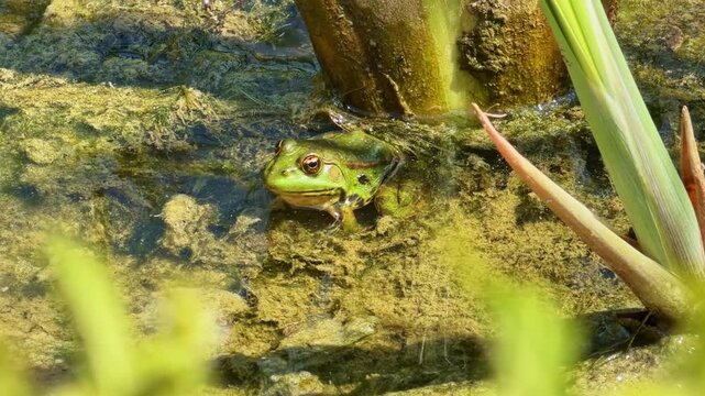 Motionless green frog resting on pond algae near aquatic plant stems. Close-up