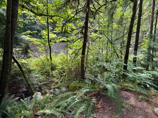 Obraz premium Lush Temperate Forest Understory with Green Ferns, Tree Trunks and Shaded Woodland Floor in Summer