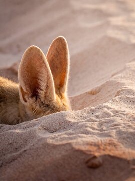 Fennec fox ear emerging from desert sand under soft golden hour light