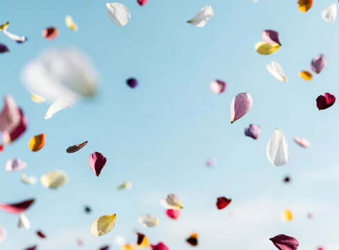 Falling colorful flower petals fluttering in the blue sky background