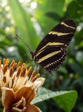 Zebra Longwing butterfly feeding on pollen-dusted stamen in a tropical jungle.