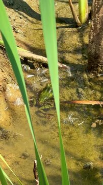 Small green frog walking in shallow pond water framed by green reed leaves. Vertical format