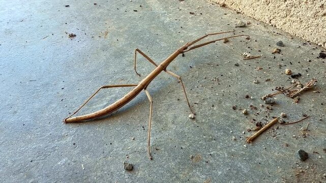 Close up view of brown stick insect phasmida crawling slowly on concrete ground