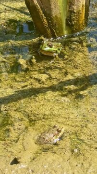 Motionless two green frogs resting in thick pond algae and duckweed. Vertical format, close-up