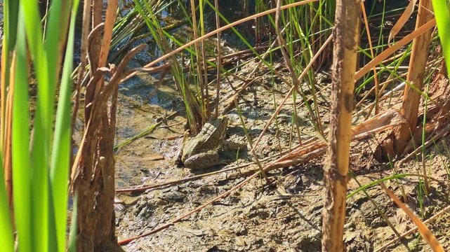 Green frog resting on muddy soil behind tall reed stems at pond edge